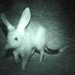 Greater Bilby (Macrotis lagotis), Alice Springs Desert Park NT