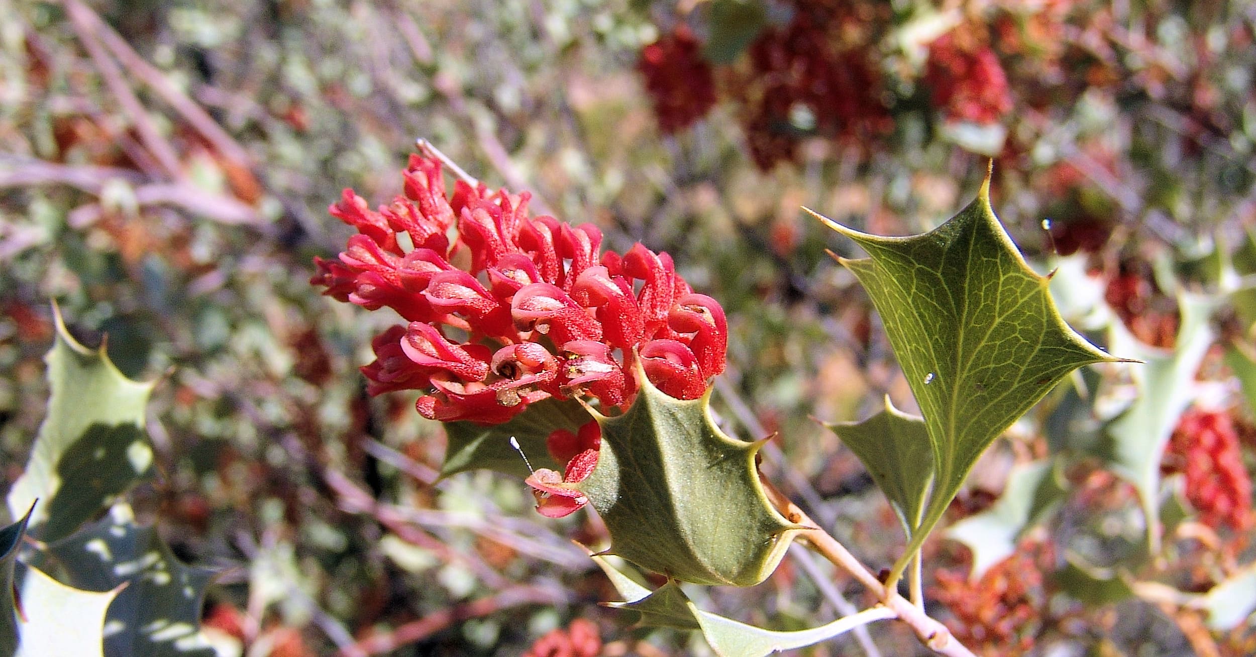 Holly Grevillea (Grevillea wickhamii)