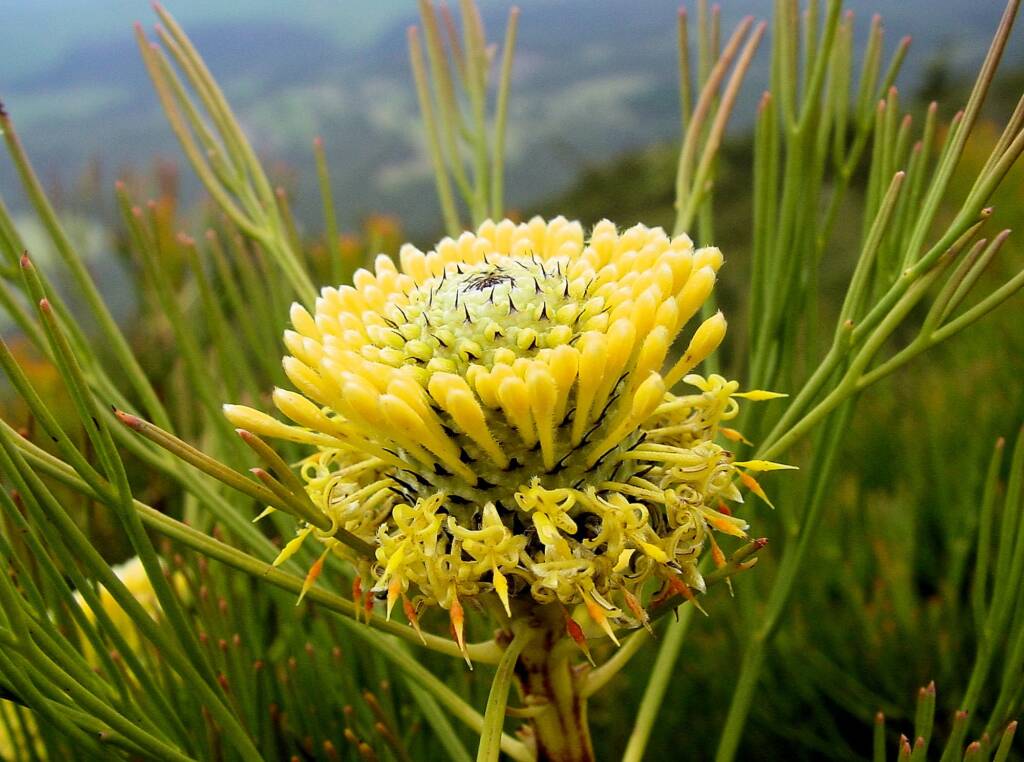 Drumsticks (Isopogon anethifolius)