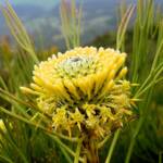 Drumsticks (Isopogon anethifolius)