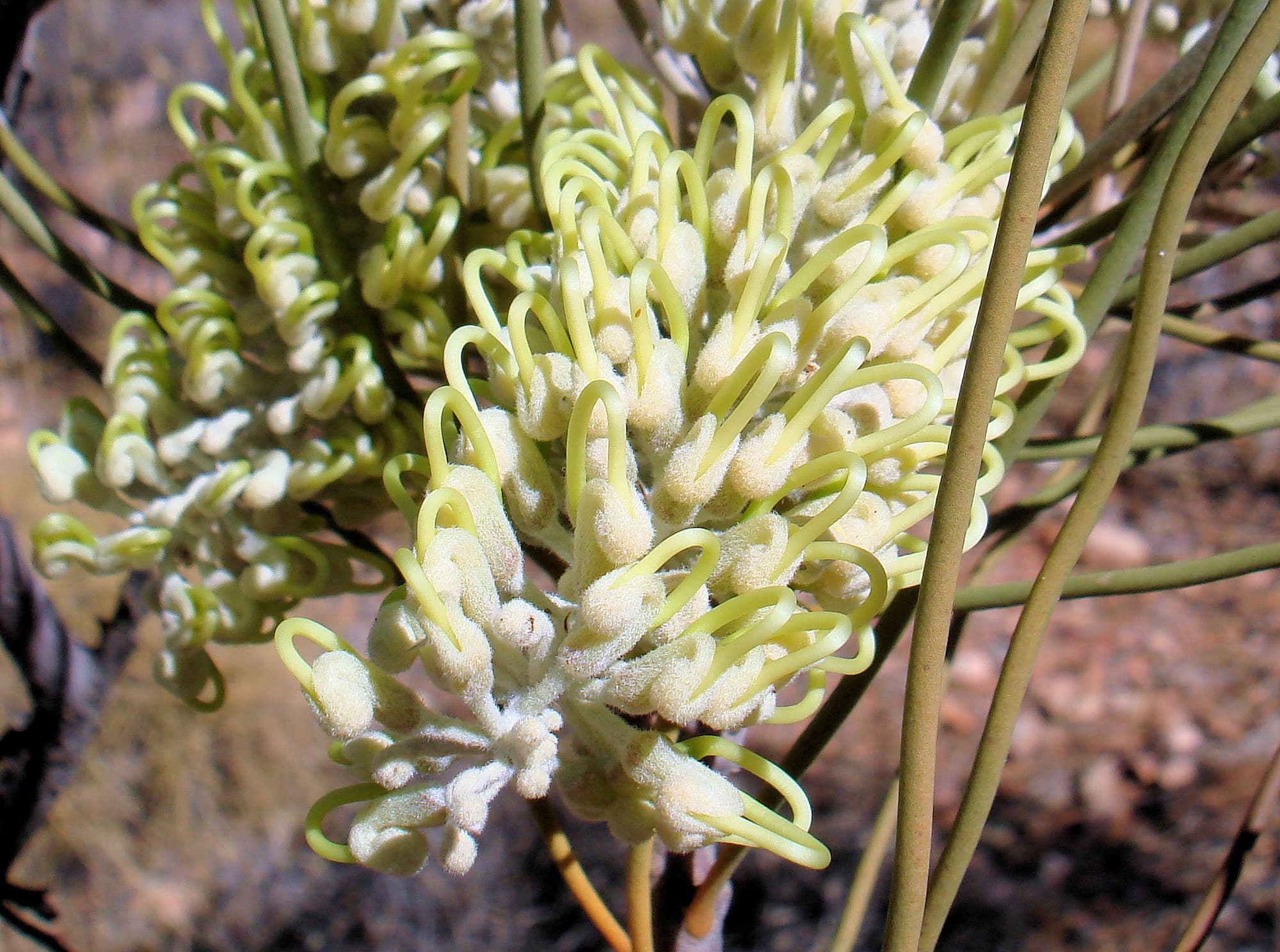 Long-leaved Corkwood (Hakea lorea), Owen Springs Reserve, NT