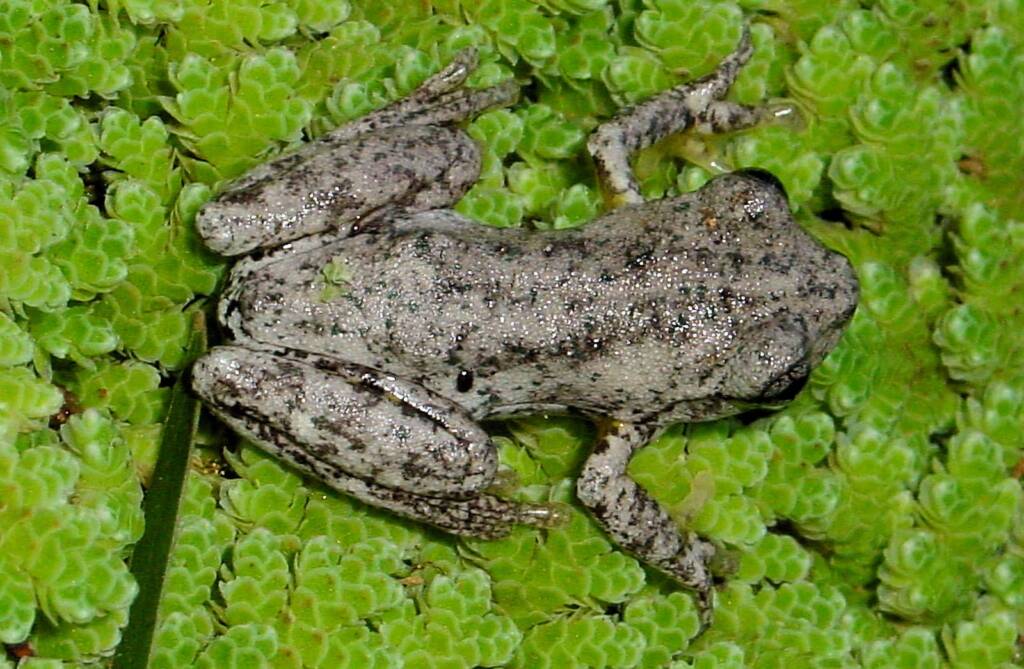 Perons Tree Frog