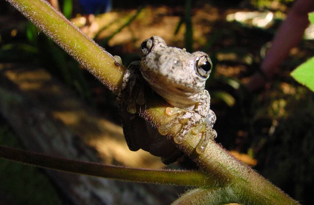 Perons Tree Frog
