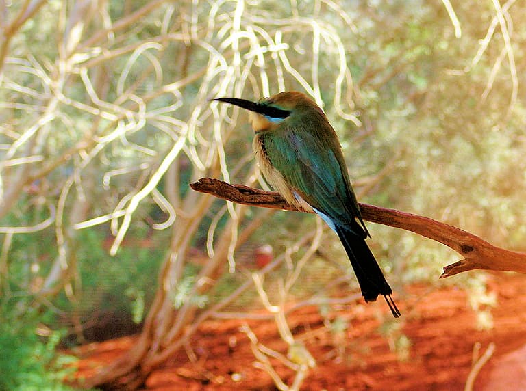 Rainbow Bee-eater (Merops ornatus)