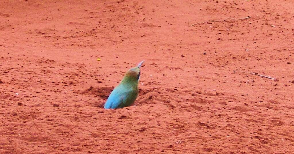 Rainbow Bee-eater (Merops ornatus)