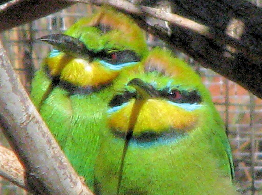 Rainbow Bee-eater (Merops ornatus)