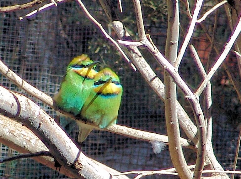 Rainbow Bee-eater (Merops ornatus)
