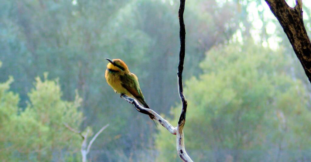 Rainbow Bee-eater (Merops ornatus)
