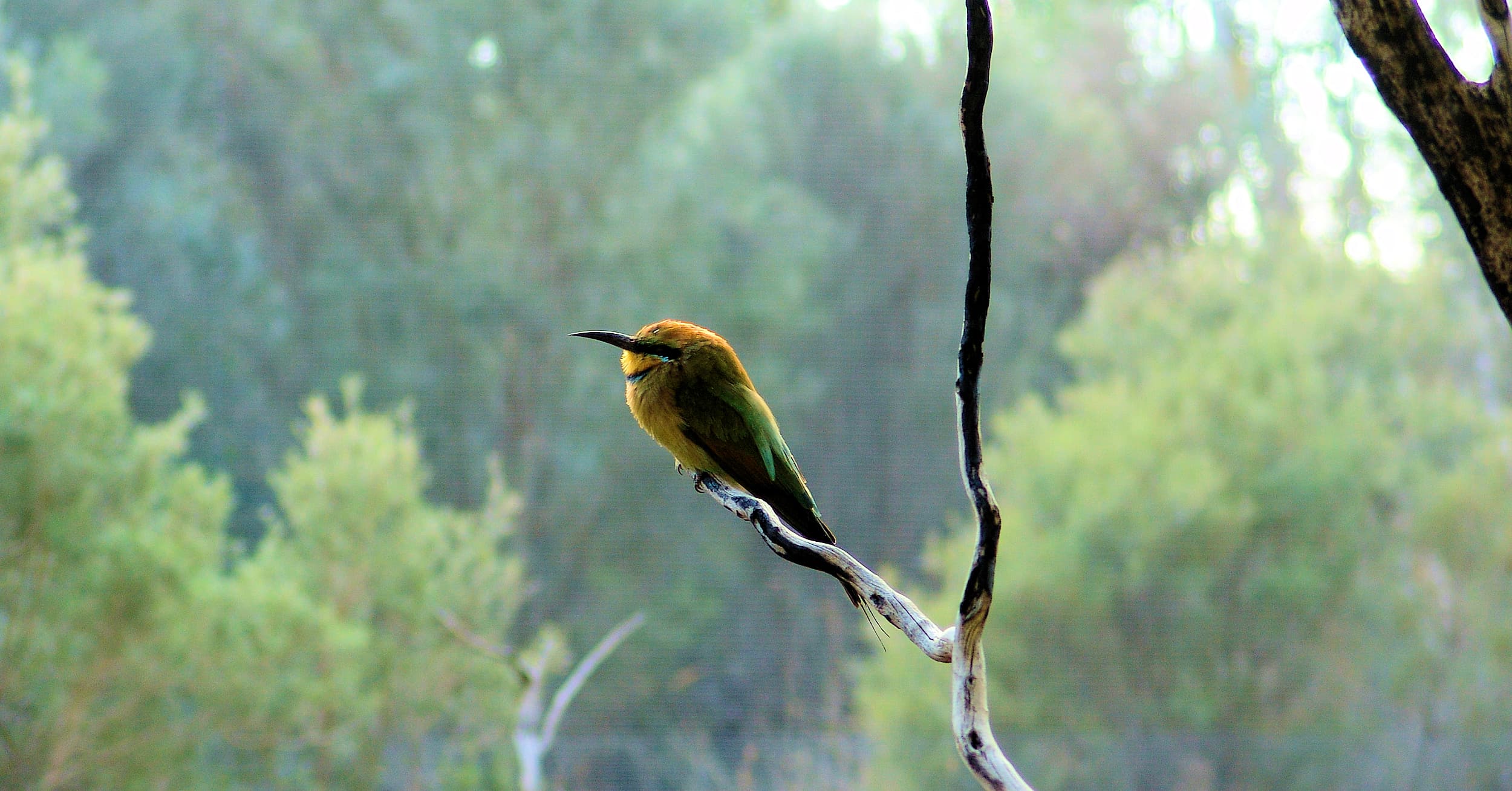 Rainbow Bee-eater (Merops ornatus)