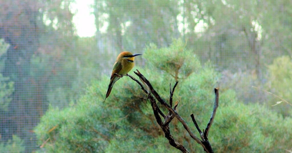Rainbow Bee-eater (Merops ornatus)