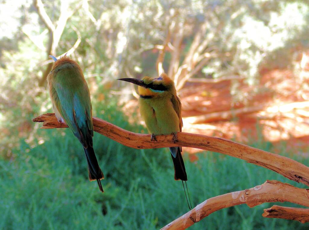 Rainbow Bee-eater (Merops ornatus)