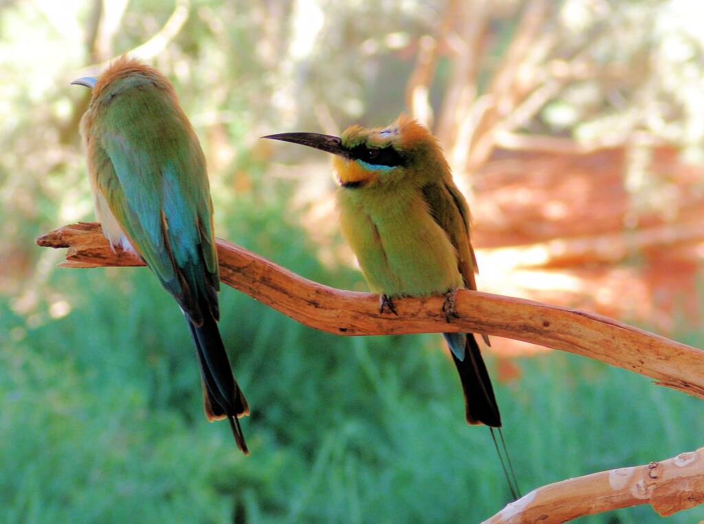 Rainbow Bee-eater (Merops ornatus)