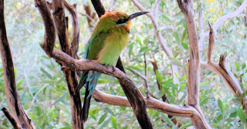 Rainbow Bee-eater (Merops ornatus)