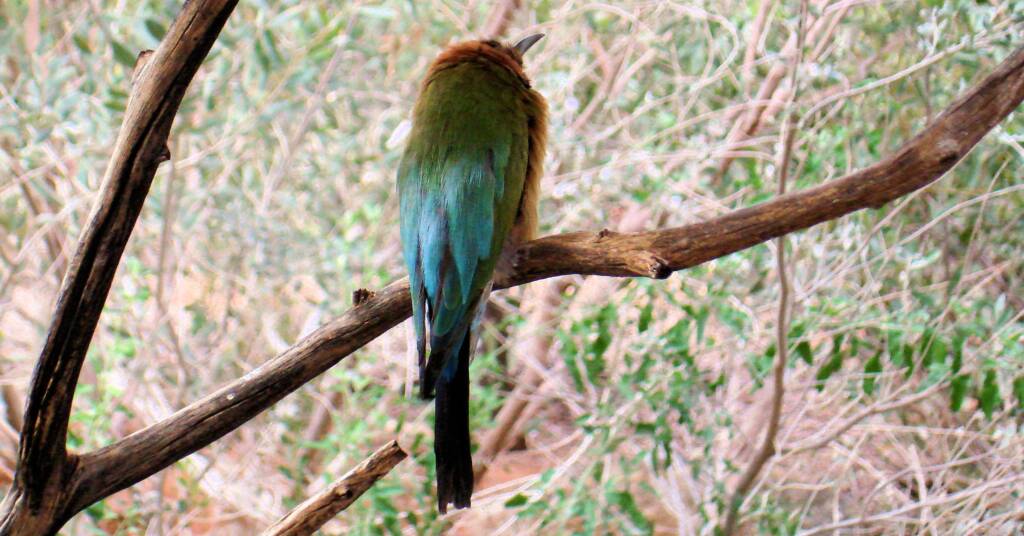 Rainbow Bee-eater (Merops ornatus)