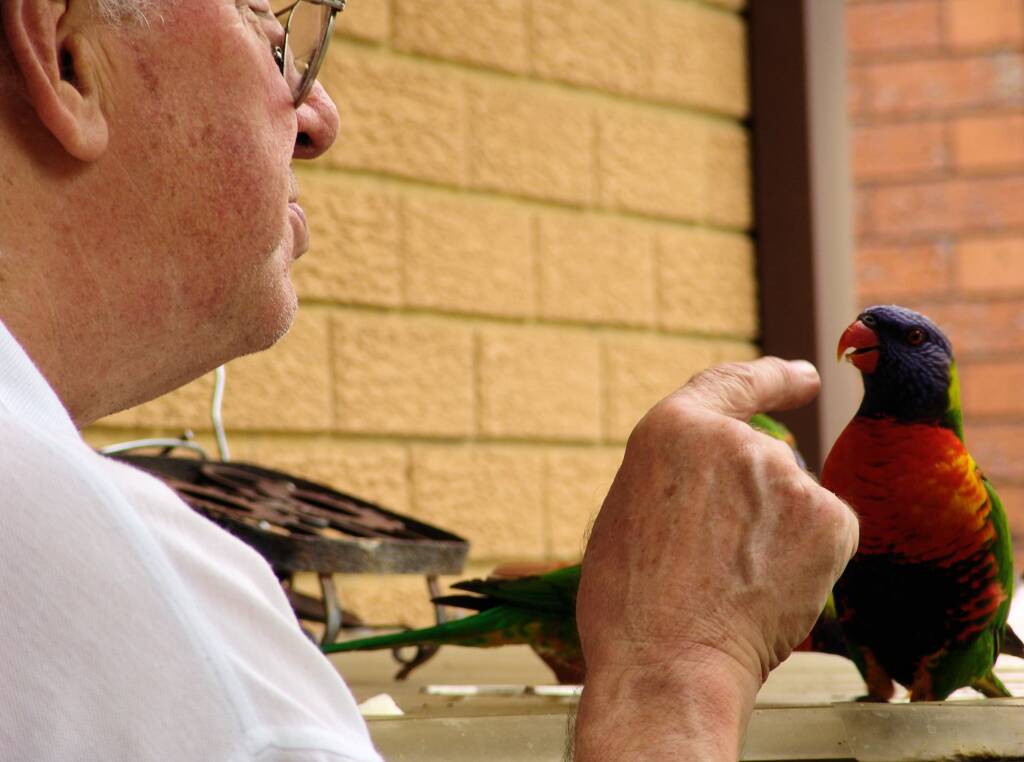 My dad talking to the rainbow lorikeet in the backyard.