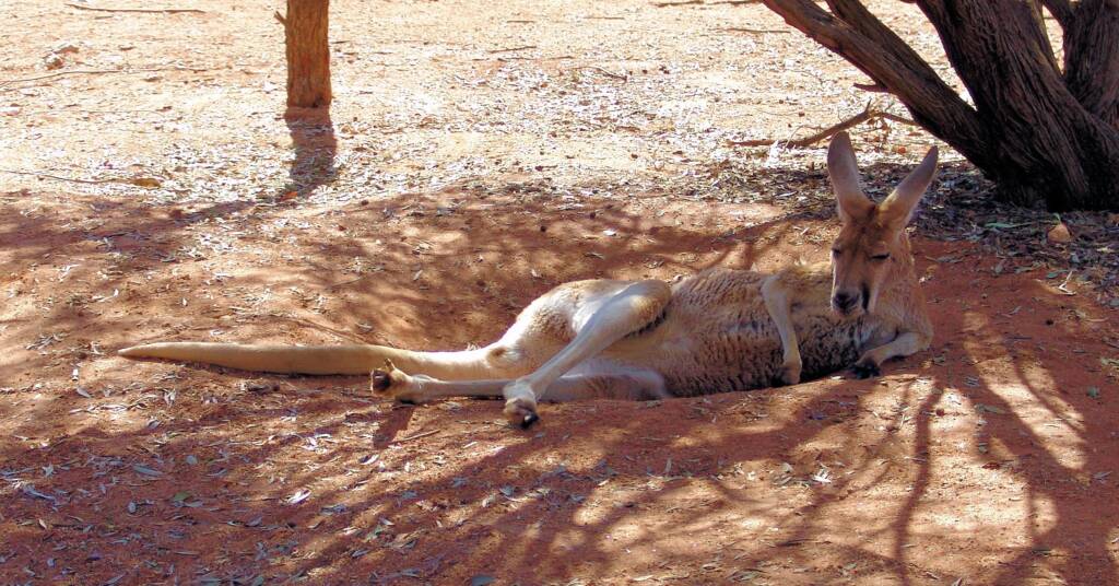 Red Kangaroo (Osphranter rufus)