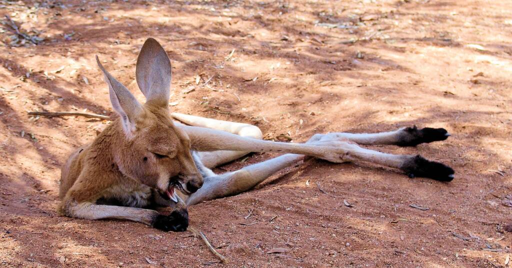 Red Kangaroo (Osphranter rufus), Central Australia NT