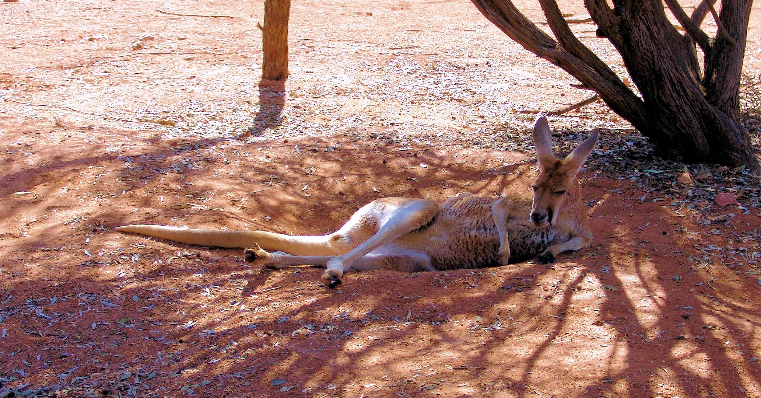 Red Kangaroo (Osphranter rufus)