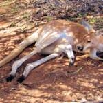Red Kangaroos (Osphranter rufus)
