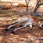 Red Kangaroo (Osphranter rufus)