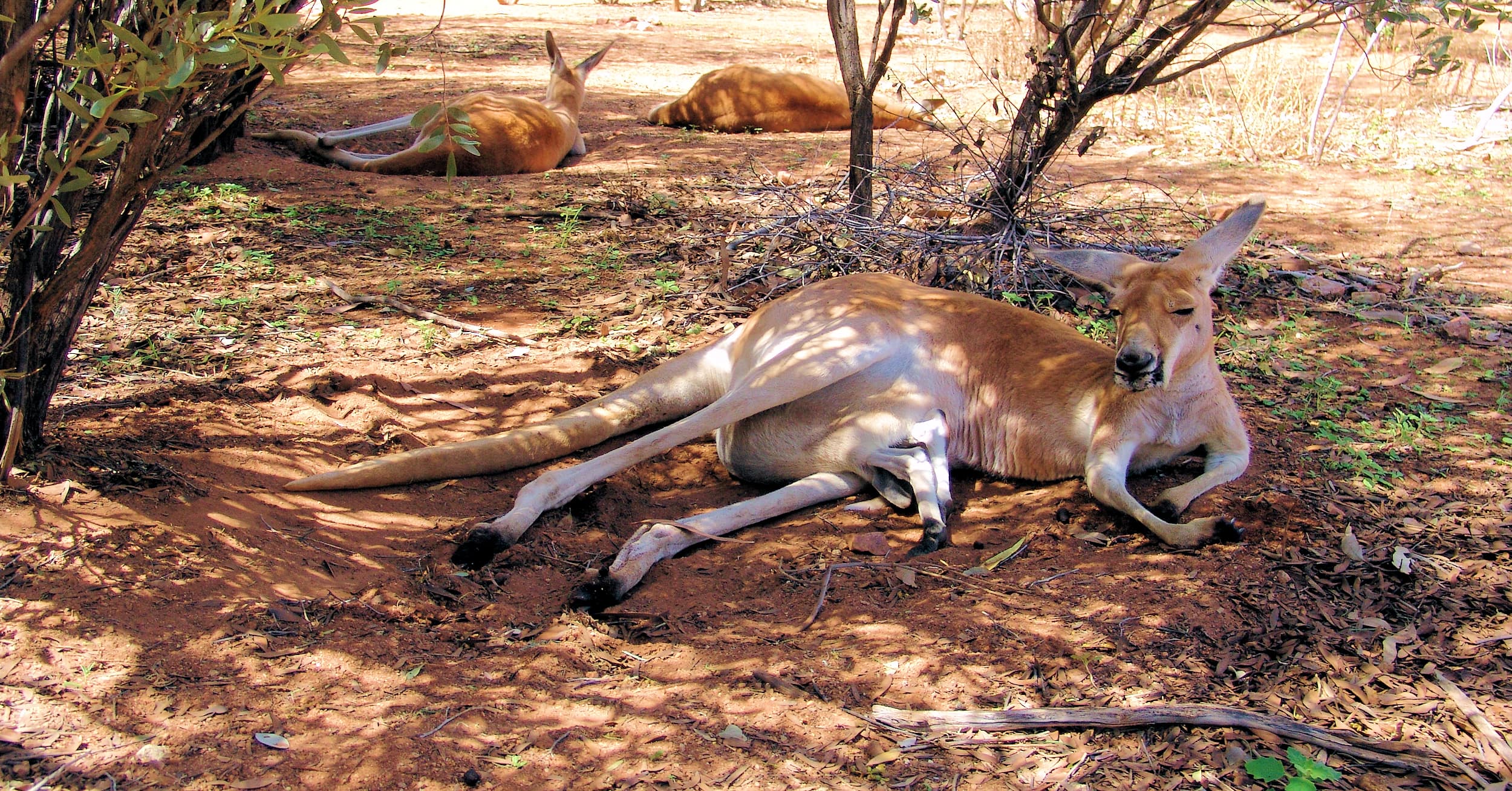 Red Kangaroo (Osphranter rufus)