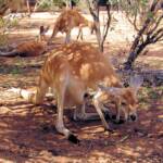 Red Kangaroos (Osphranter rufus)