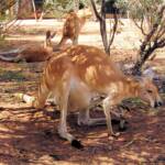 Red Kangaroos (Osphranter rufus)