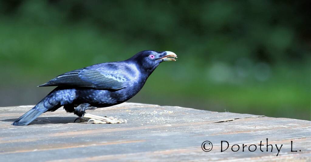 Satin Bowerbird (Ptilonorhynchus violaceus)