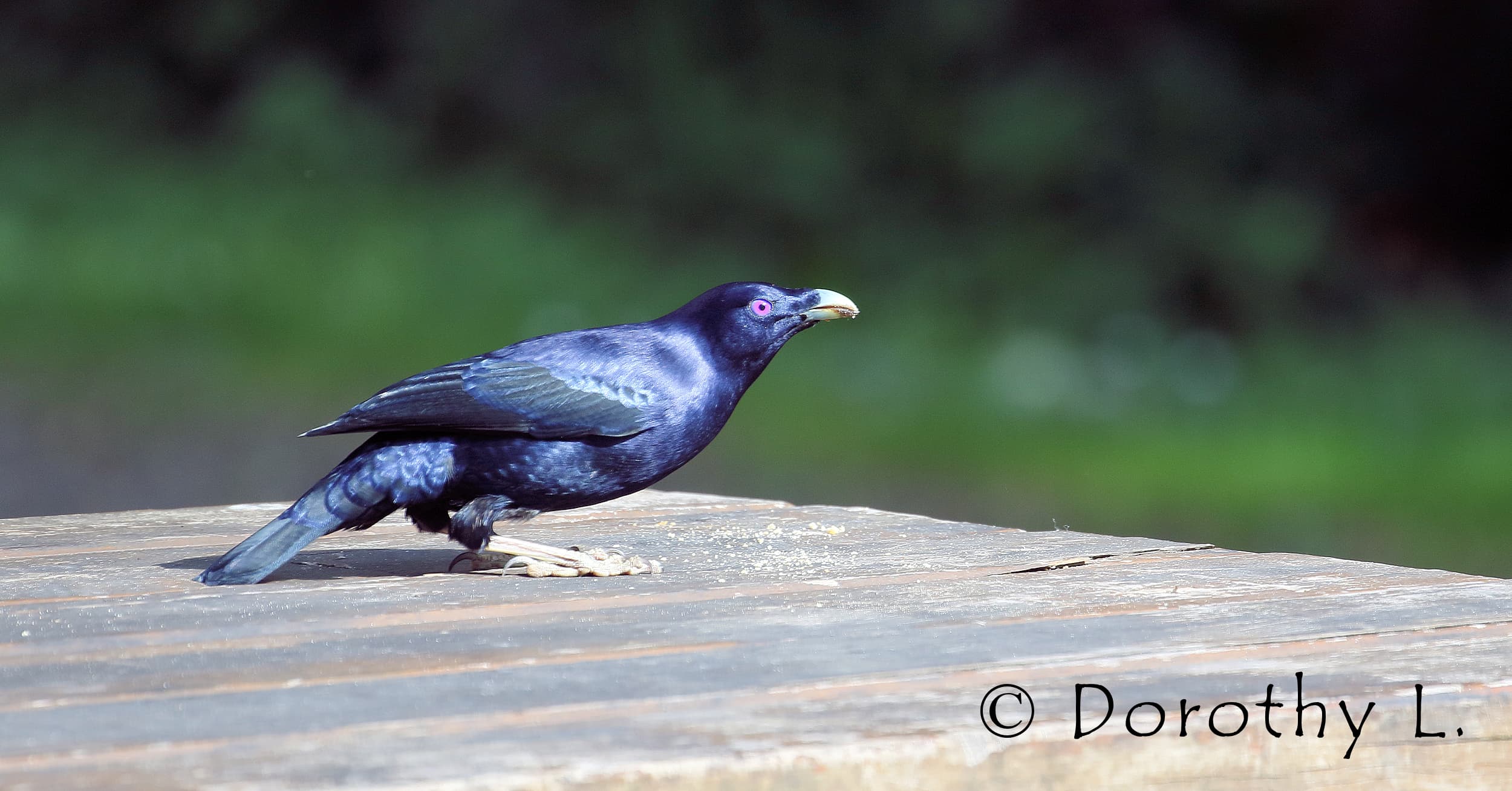 Satin Bowerbird (Ptilonorhynchus violaceus)