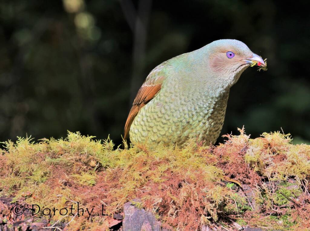 Satin Bowerbird (Ptilonorhynchus violaceus)