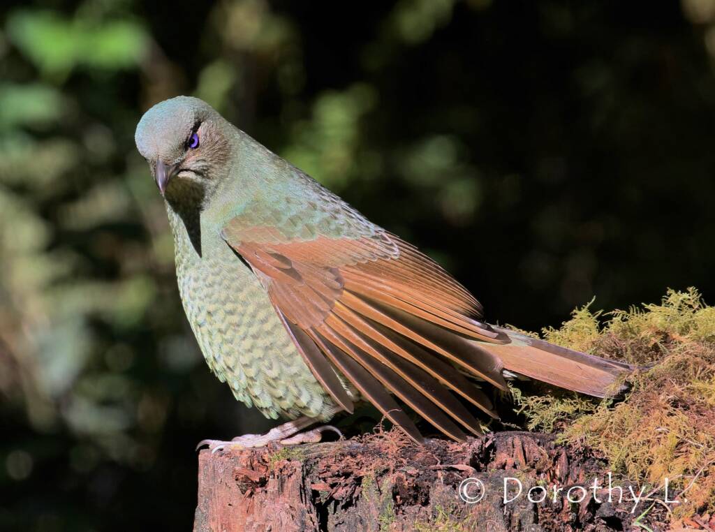 Satin Bowerbird (Ptilonorhynchus violaceus)
