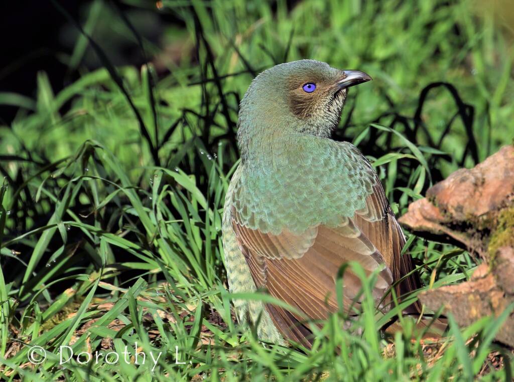Satin Bowerbird (Ptilonorhynchus violaceus)