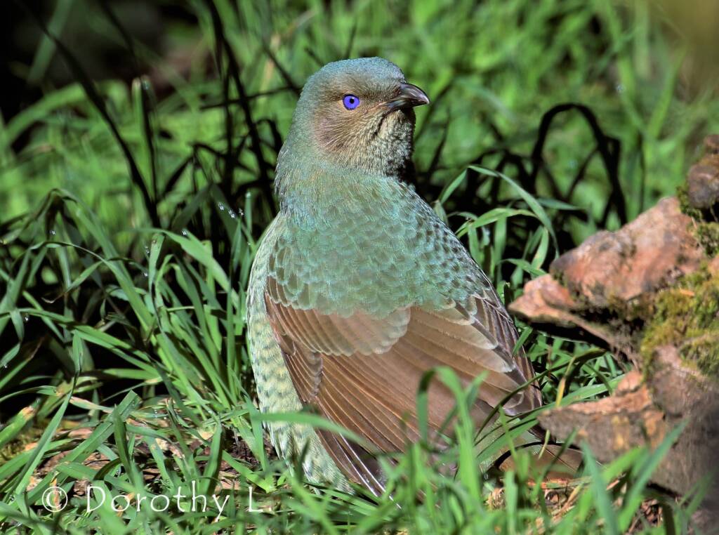 Satin Bowerbird (Ptilonorhynchus violaceus)