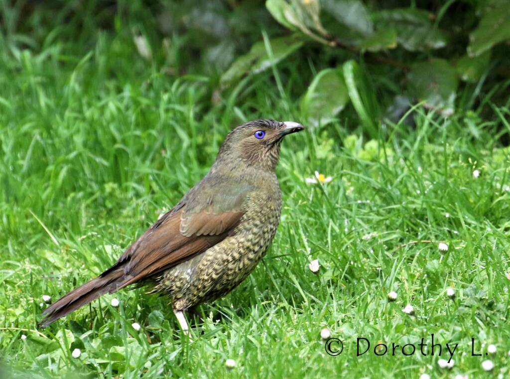 Satin Bowerbird (Ptilonorhynchus violaceus)