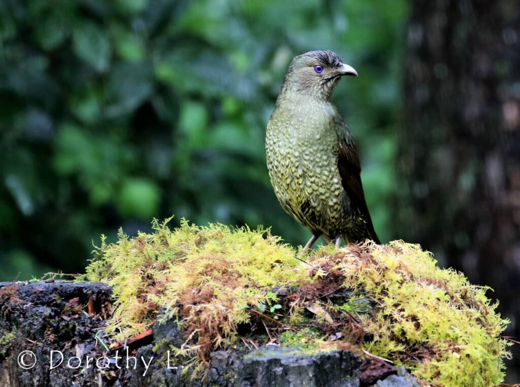 Satin Bowerbird (Ptilonorhynchus violaceus)