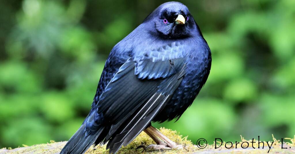 Satin Bowerbird (Ptilonorhynchus violaceus)