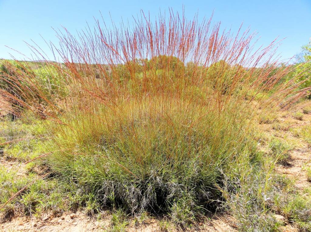 Spinifex, East Macdonnell Ranges, NT