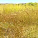 Spinifex, East Macdonnell Ranges, NT