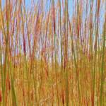 Spinifex, East Macdonnell Ranges, NT
