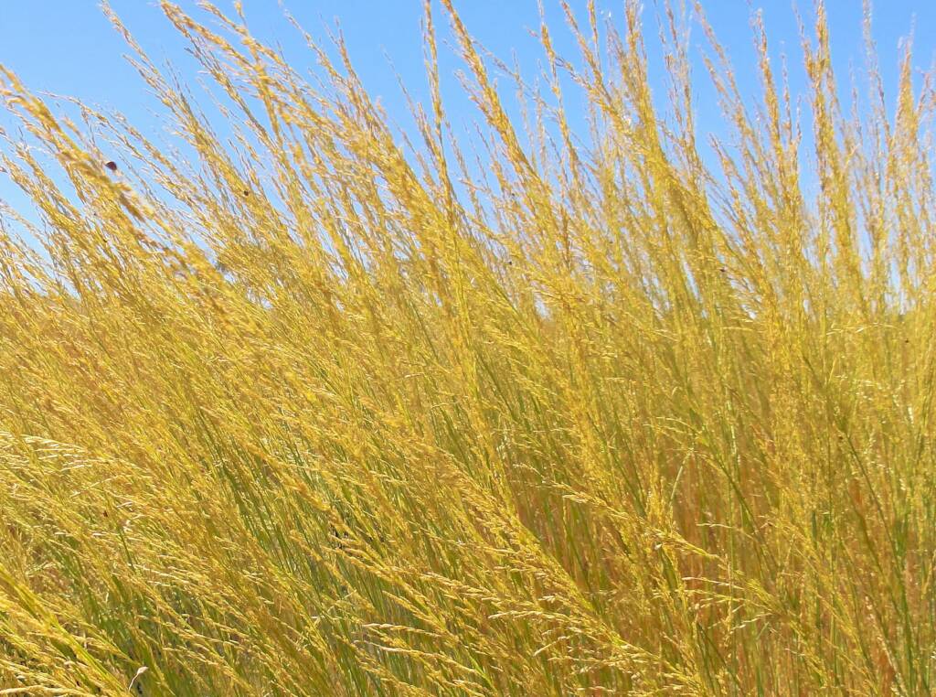 Spinifex, East Macdonnell Ranges, NT
