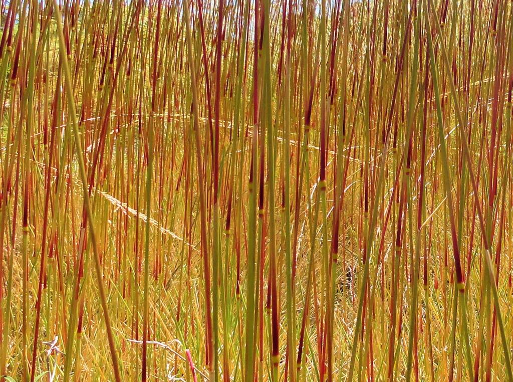 Spinifex, East Macdonnell Ranges, NT