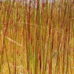 Spinifex, East Macdonnell Ranges, NT