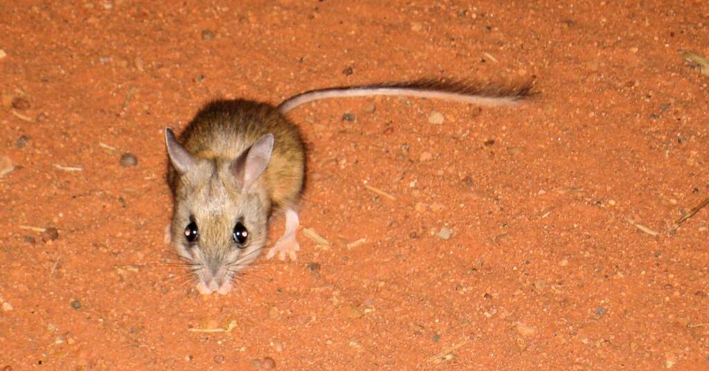 Spinifex hopping mouse (Notomys alexis), Central Australia NT