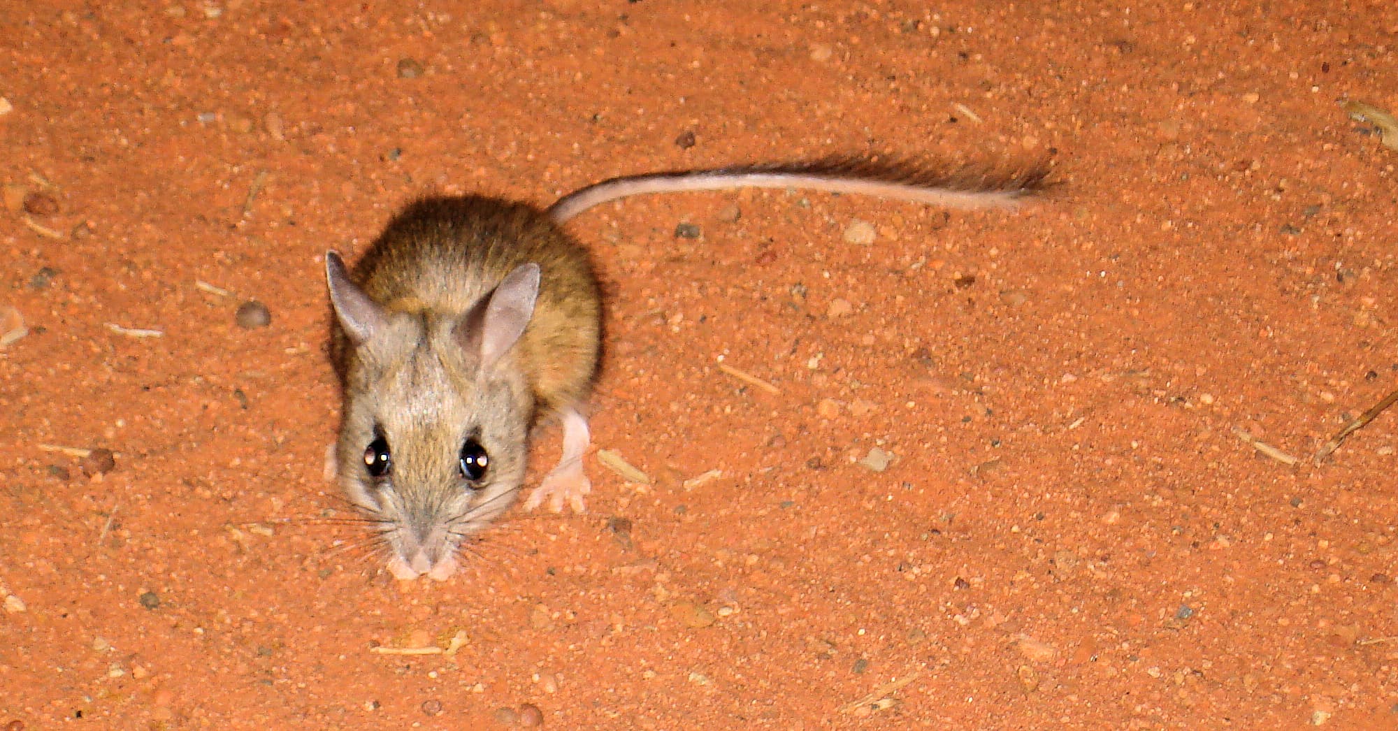 Spinifex hopping mouse (Notomys alexis), Central Australia NT