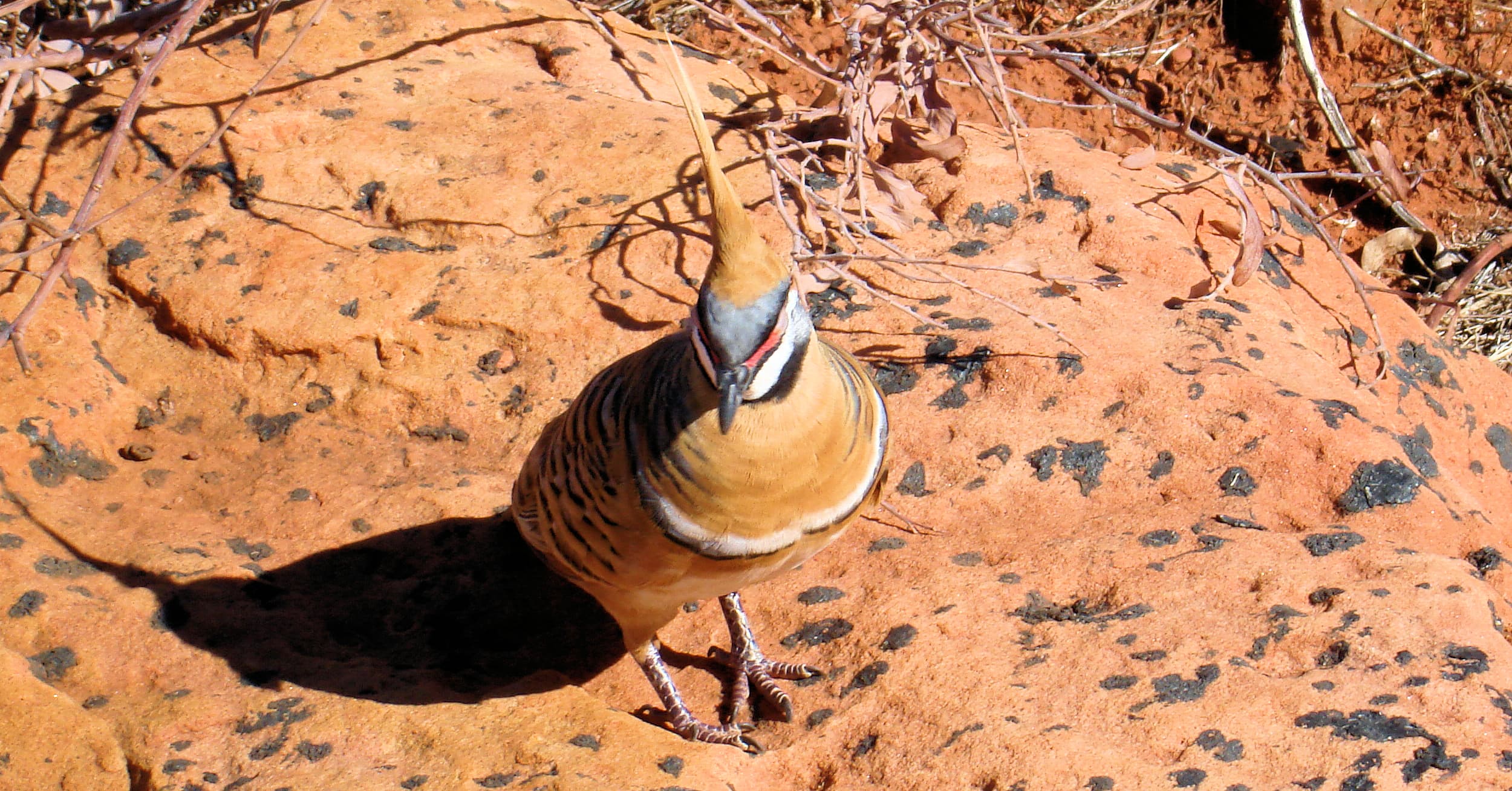 Spinifex Pigeon (Geophaps plumifera), Kings Canyon