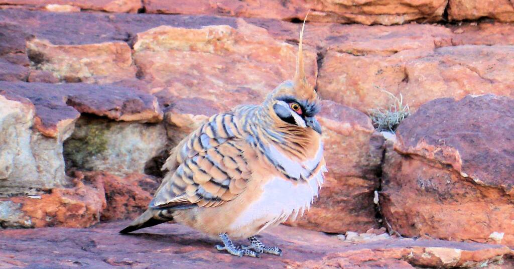 Spinifex Pigeon (Geophaps plumifera), Kings Canyon