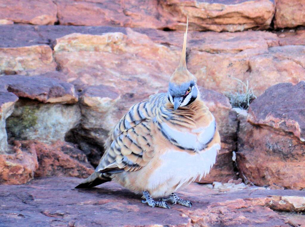 Spinifex Pigeon (Geophaps plumifera), Kings Canyon