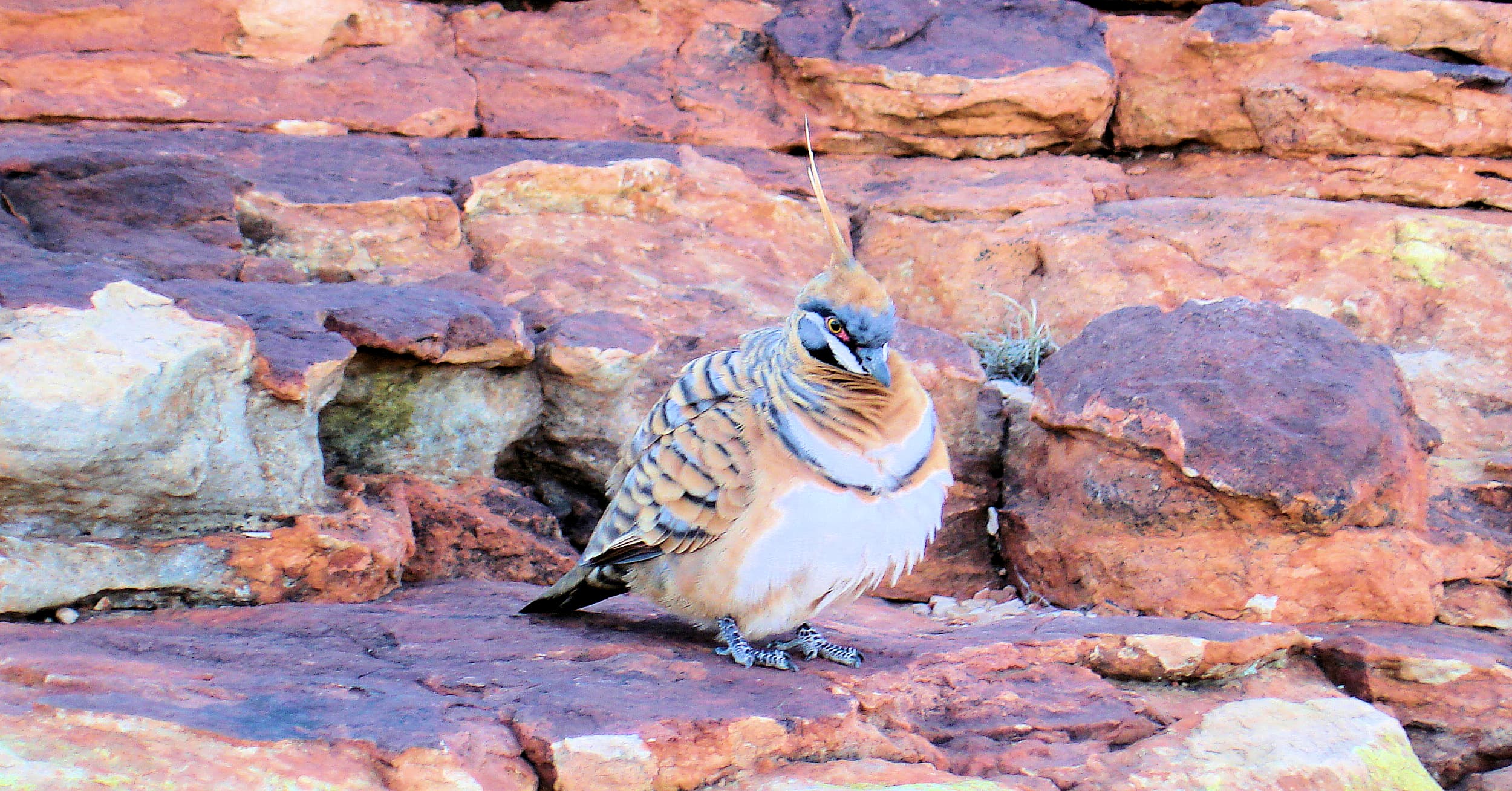 Spinifex Pigeon (Geophaps plumifera), Kings Canyon