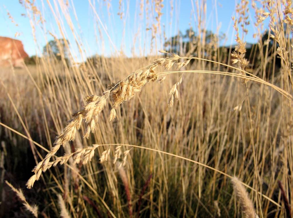 Spinifex, Rainbow Valley, NT