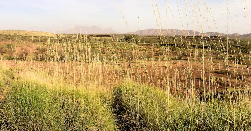 View of Mount Sonder through Spinifex